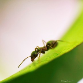 Ant by Catherine van der Weele