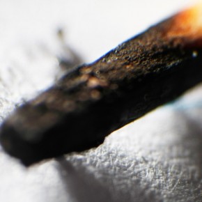 Burnt match by Catherine van der Weele