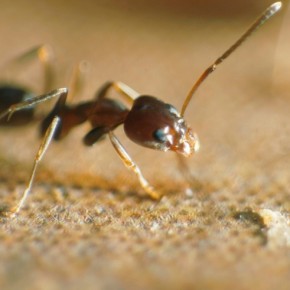 Ant by Catherine van der Weele