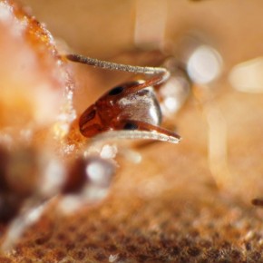 Ant by Catherine van der Weele