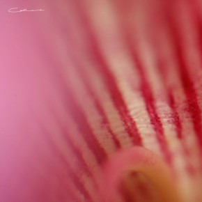 Petal by Catherine van der Weele