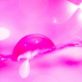 Dew on a Petal by Catherine van der Weele