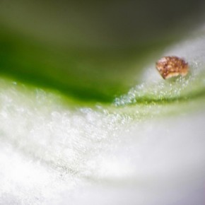 Petal by Catherine van der Weele