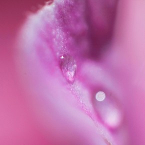 Dew on a Petal by Catherine van der Weele