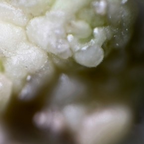 Pollen by Catherine van der Weele