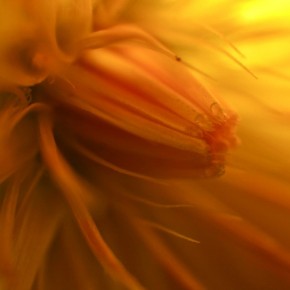 Magic Macro by Catherine van der Weele